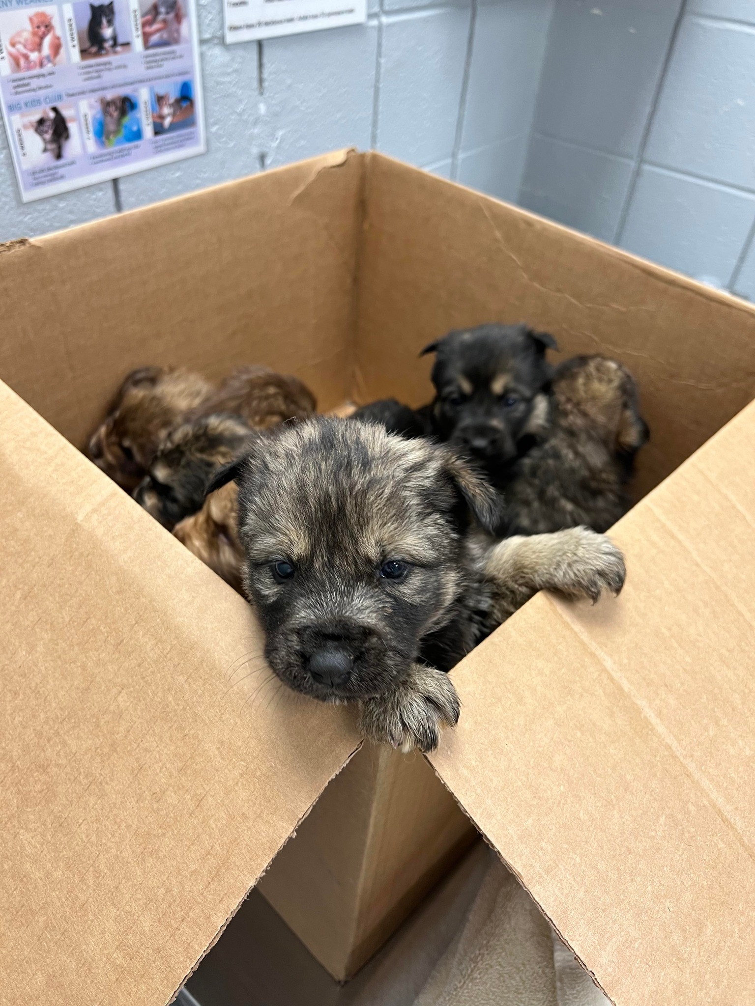cute puppies in the box