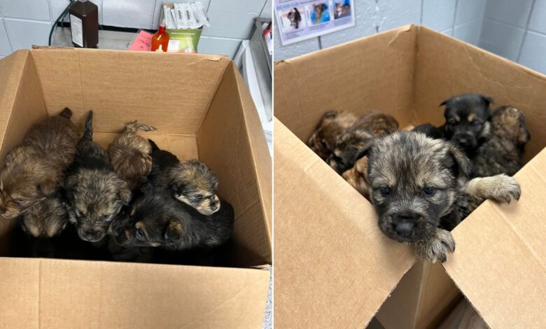 Rescuers Were Shocked To Find Abandoned Puppies In A Small Box Just Before A Storm
