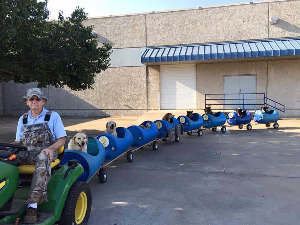 grandpa driving a dog train