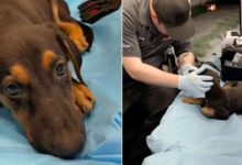 Dog Was Very Sad After His Owner Passed So A Kind EMT Decided To Adopt Him