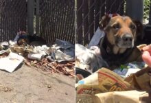 Dog Who Was Laying On A Pile Of Trash Finally Gets A Comfortable Bed He Deserved