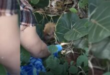Couple That Saw Something Moving In A Bush Found The Cutest Surprise Ever