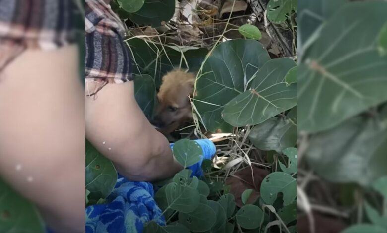 Couple That Saw Something Moving In A Bush Found The Cutest Surprise Ever