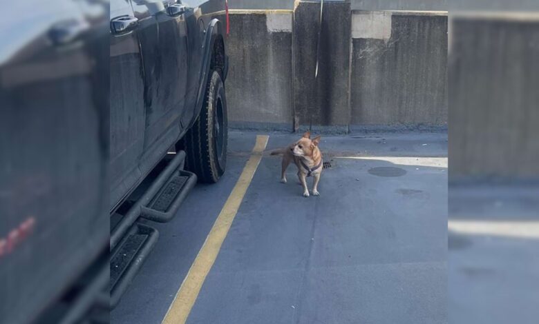 Dog Tied Up In The Airport Parking Lot In Virginia And Left There By His Owner