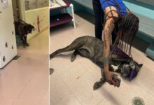 Dog Found In Illinois Finally Reunites With Her Family After 5 Long Years