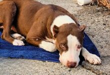 Pittie Who Was Abused After Being Abandoned Finally Got The Life She Deserved