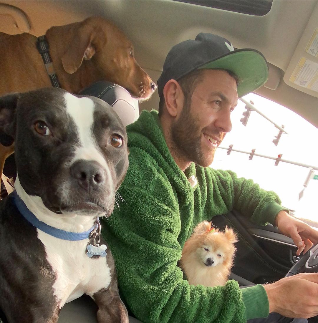 guy driving three dogs