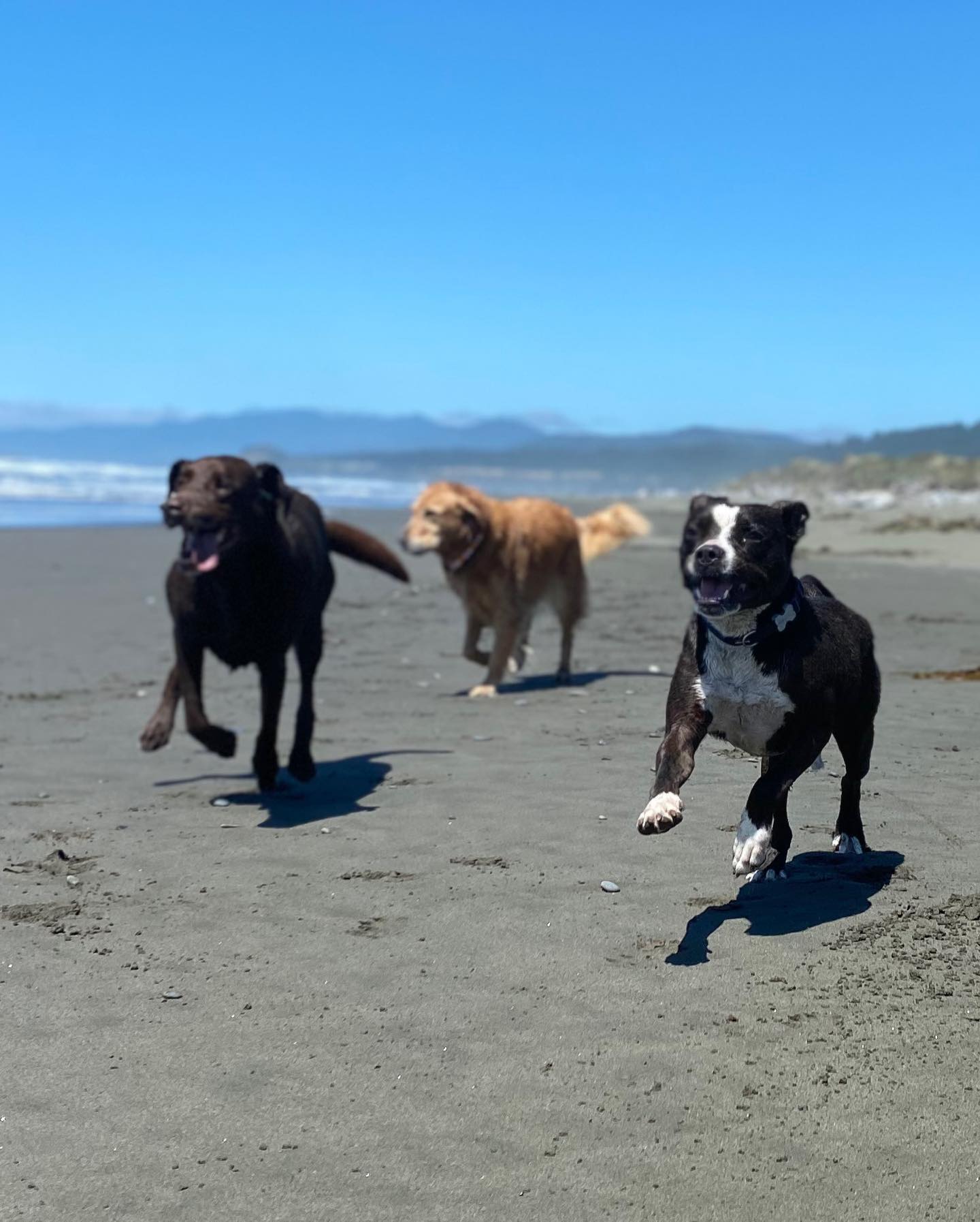 three dogs on a beach