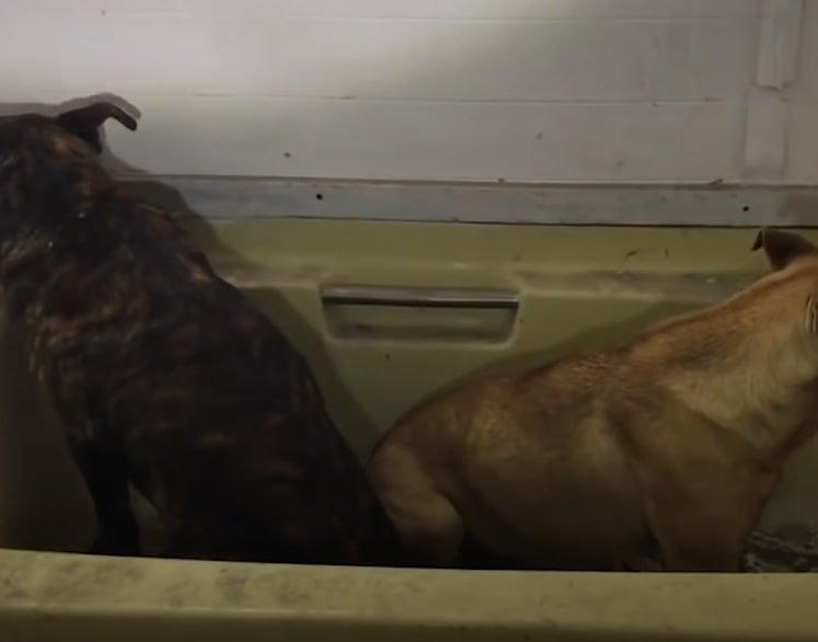 two dogs in a box with their backs to each other