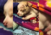 A Puppy Who Miraculously Survived A Fatal Fall Gets Another Chance At Life