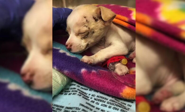 A Puppy Who Miraculously Survived A Fatal Fall Gets Another Chance At Life