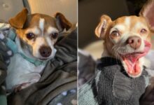 16-Year-Old Chihuahua Set For Euthanasia Gets One More Chance At Life