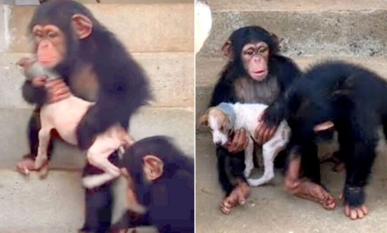 The Adorable Bond Between A Rescue Pup And Chimpanzee Will Warm Your Heart