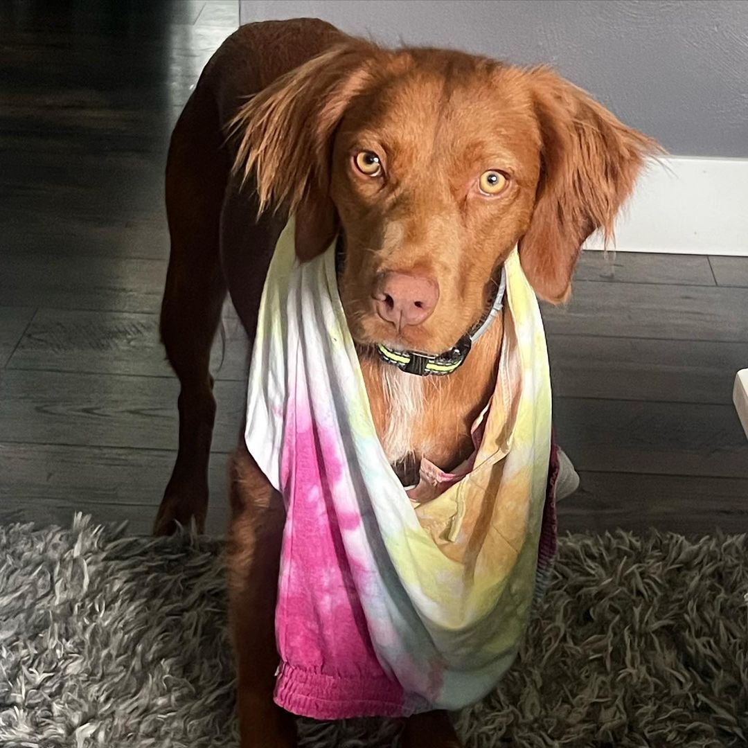 dog standing with scarf around his neck