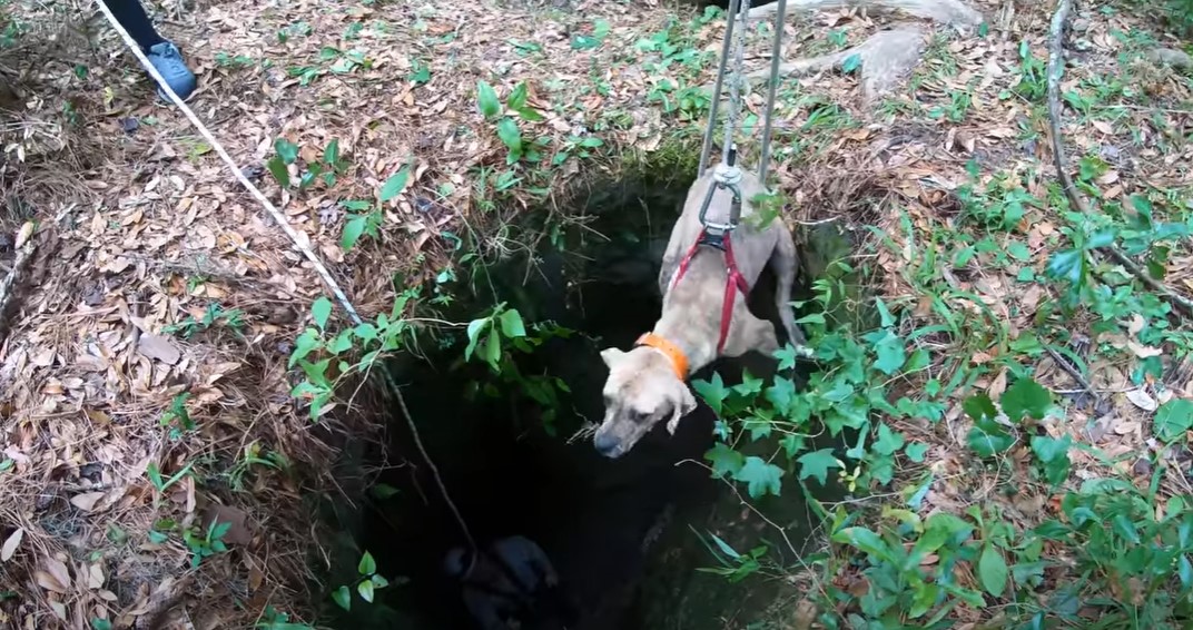 dog being pulled out of the cave
