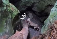 Man Hears Mysterious Sounds Coming From A 20-Foot-Deep Cave And Takes A Closer Look