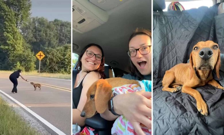 Tiny Dog Saved On Sisters’ Road Trip Now Lives The Happiest Life In Illinois