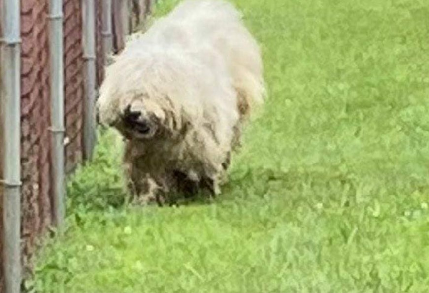strange shaggy dog in the garden