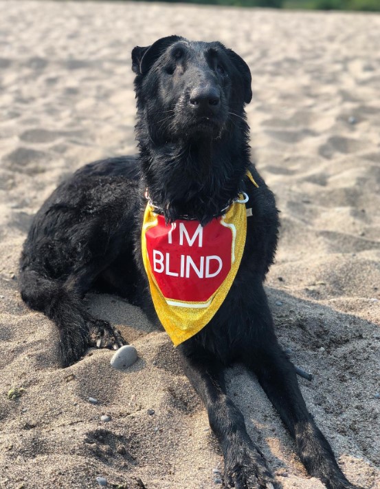 a black adopted dog lies on the sand at the beach