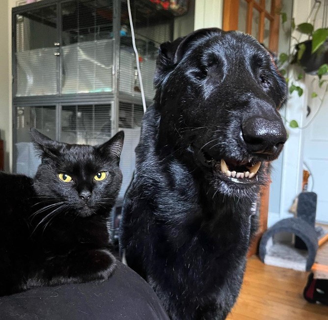 a black dog and a cat are standing next to each other