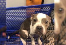 Scared Pit Bull Cruelly Abandoned In A Shopping Cart Cries Out For Help 