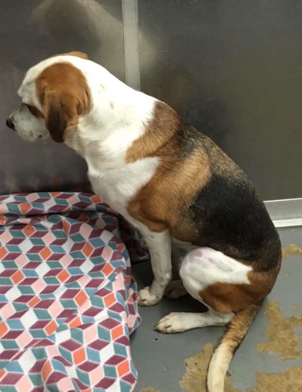 Dog Rescued By A Shelter In Virginia Keeps Staring At The Wall Due To A