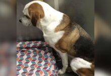 Dog Rescued By A Shelter In Virginia Keeps Staring At The Wall Due To A Heartbreak