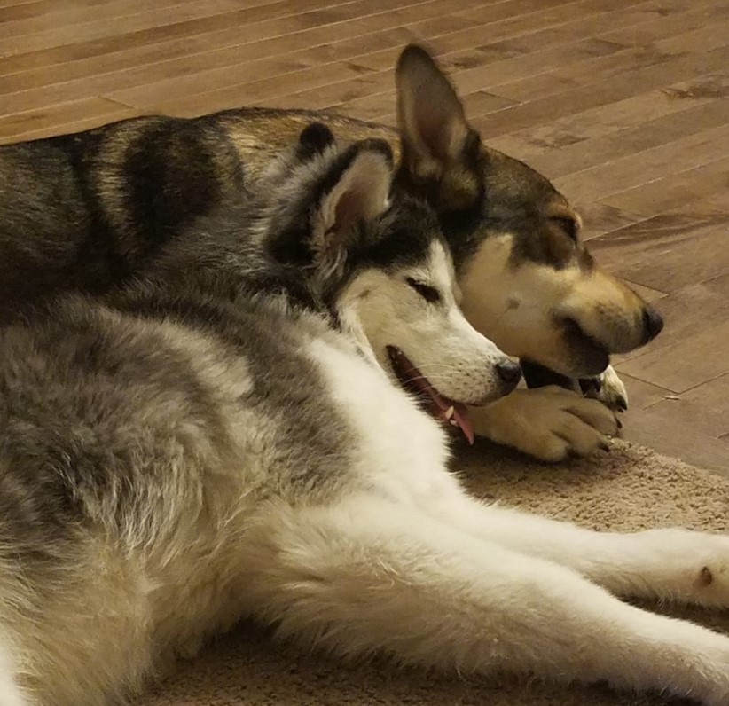 one dog leaning on the other sleeping on the floor