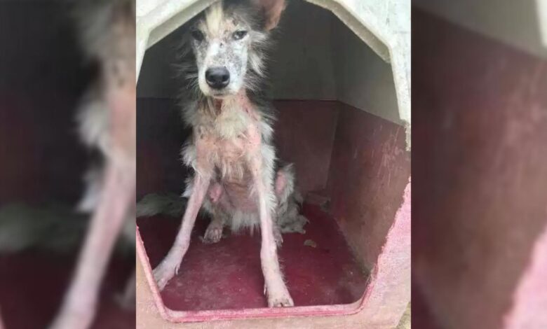 Starving Stray Dog That Could Barely Walk When Found Is Now The Happiest Princess