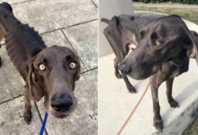 Starving Stray Dog Eating Rocks And Twigs To Survive Gets A Second Chance
