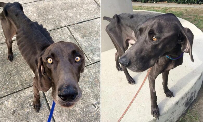 Starving Stray Dog Eating Rocks And Twigs To Survive Gets A Second Chance