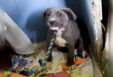 The Secret This Stray Dog Living In An Abandoned House Was Hiding Will Warm Your Heart