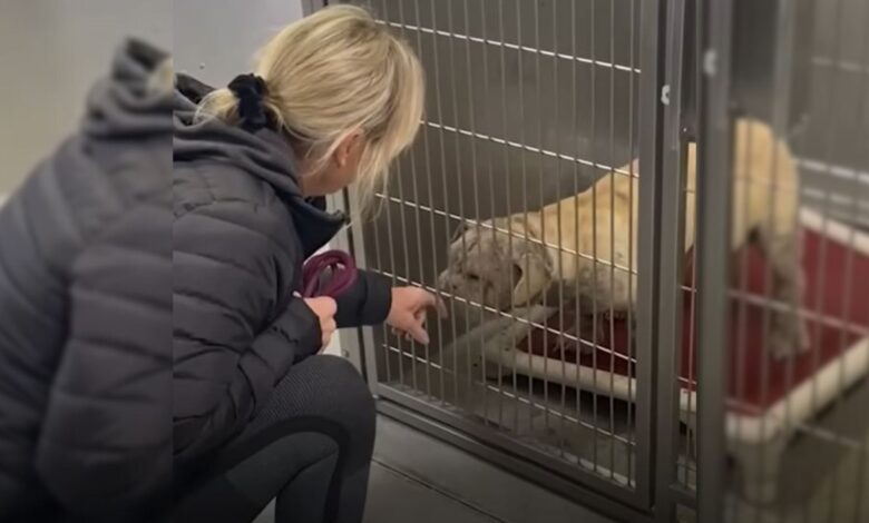 Shelter Dog Overlooked By Many For So Long Finally Finds A Forever Home
