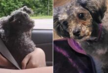 Woman Saves A Dog From The Road, She Soon Realizes He Looks Like Her Deceased Pup