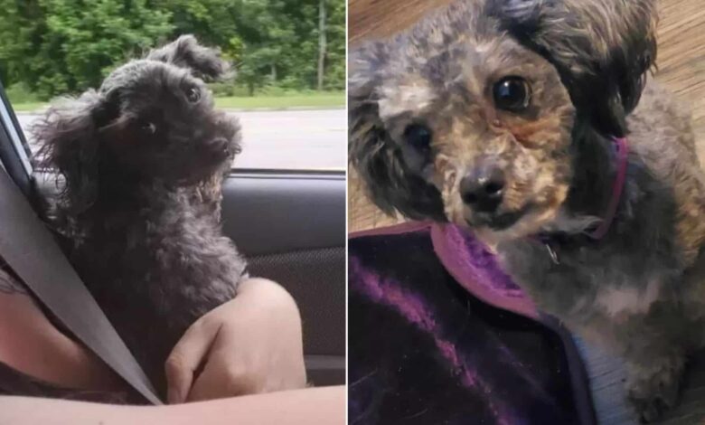 Woman Saves A Dog From The Road, She Soon Realizes He Looks Like Her Deceased Pup