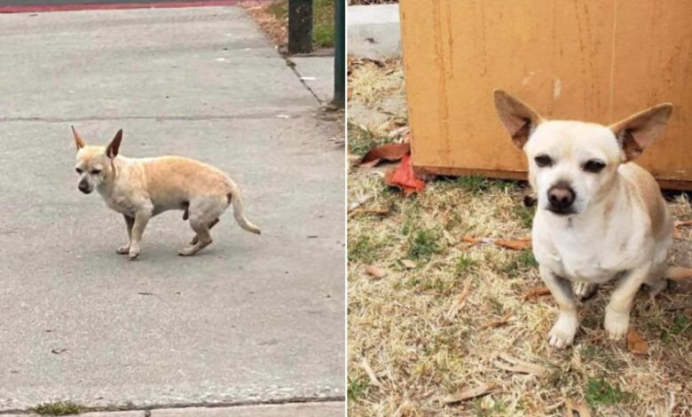 Abandoned Dog Doesn’t Want To Leave The Spot Where He Last Saw His Family