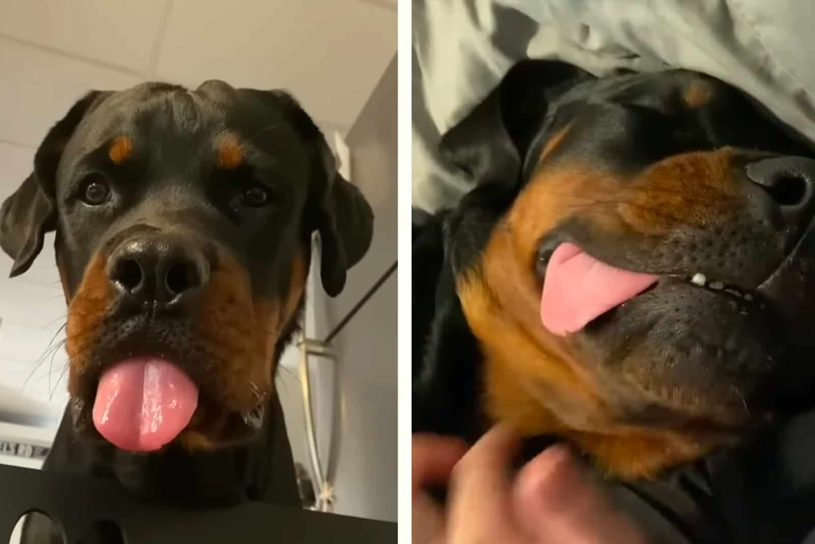 Photo of Rottweiler Gainz with tongue out