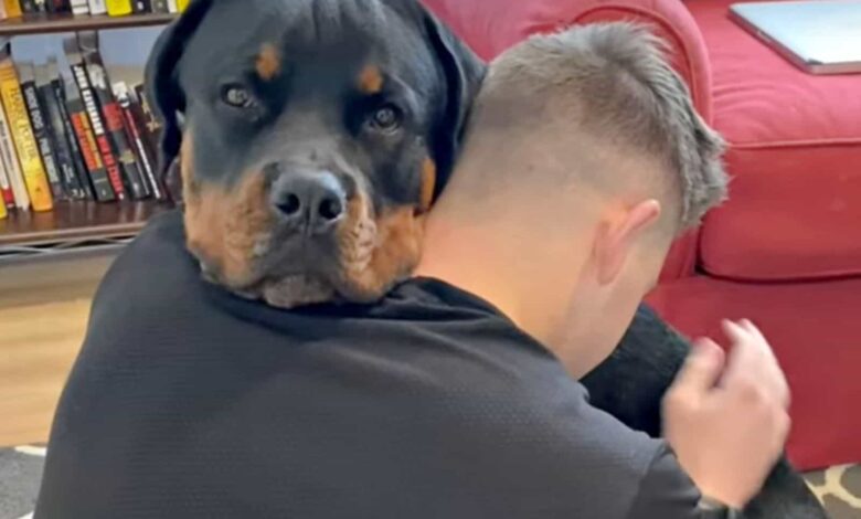 An Amazing Bond Between A Man And His Rottie Will Absolutely Make Your Day