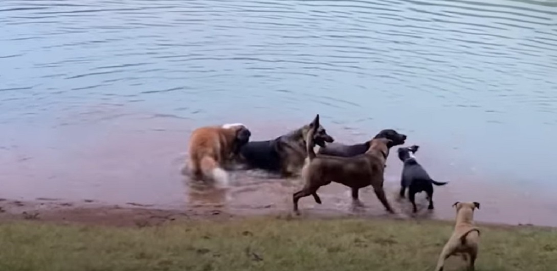 dogs are playing on the lake in the water