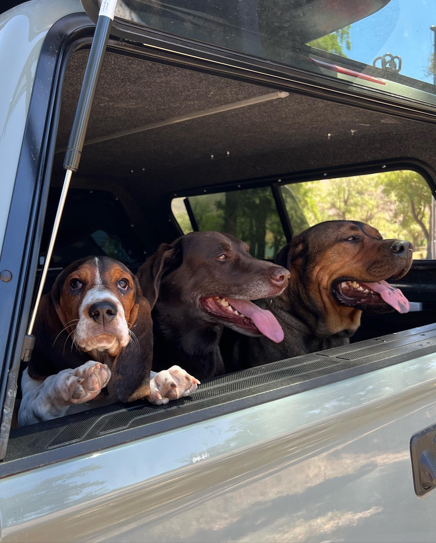 three dogs driving in a car