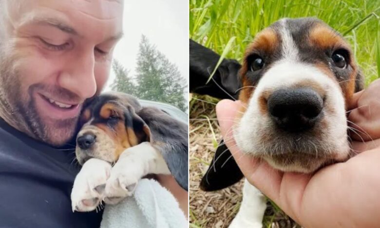 Abused Puppy Finds The Perfect Home In Oregon And Becomes A Brand New Dog