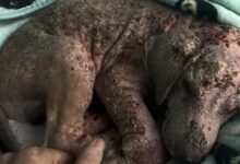 Rescuer Was Shocked When He Saw What This Sick Puppy’s Fur Really Looked Like