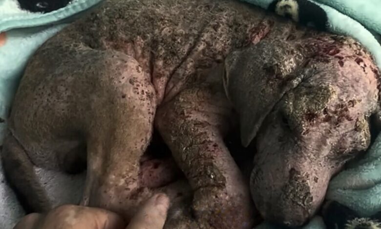 Rescuer Was Shocked When He Saw What This Sick Puppy’s Fur Really Looked Like