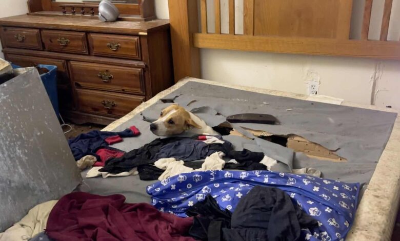 You Won’t Believe What This Stray Pittie Was Hiding In The Mattress