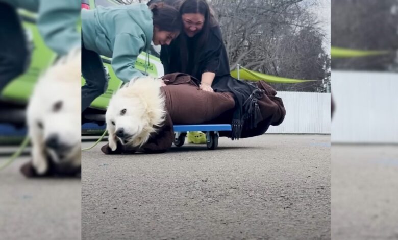 Rescuers Came Up With An Incredible Plan To Rescue A Hesitant Dog From Puppy Mill