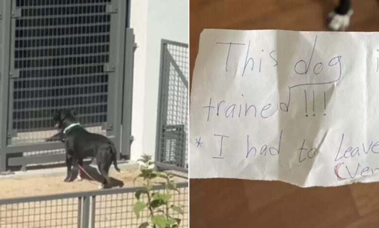 Owner Who Abandoned His Dog In The Arizona Park Left Behind A Devastating Note