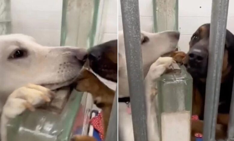 These Pups Found The Most Adorable Way To Brighten Each Other’s Day At The Shelter