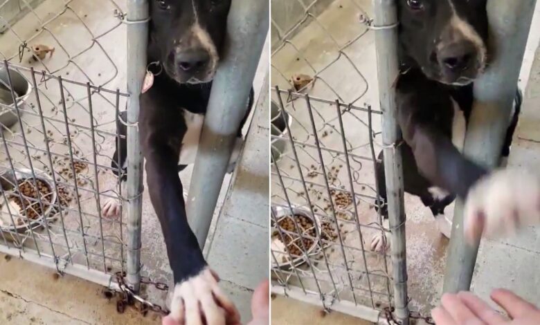 Pup Reaches Out His Paw From Kennel Hoping That Somebody Would Grab It And Take Him Home
