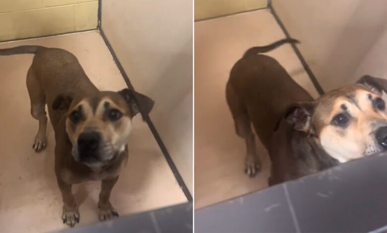 Dog Who Was Returned To Shelter One Week Later Can’t Hide The Sadness From His Face