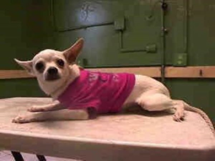photo chihuahua wearing a pink shirt lying